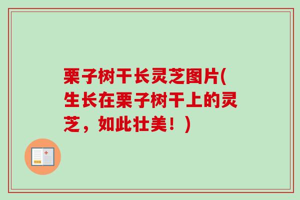 栗子树干长灵芝图片(生长在栗子树干上的灵芝，如此壮美！)