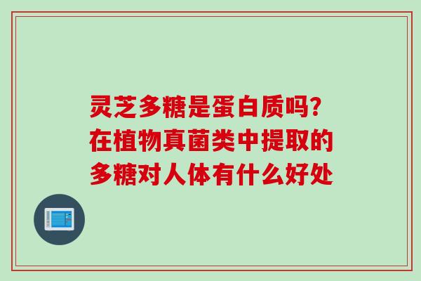 灵芝多糖是蛋白质吗？在植物真菌类中提取的多糖对人体有什么好处