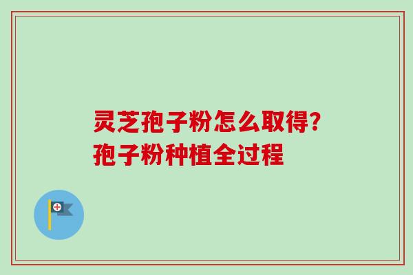 灵芝孢子粉怎么取得？孢子粉种植全过程