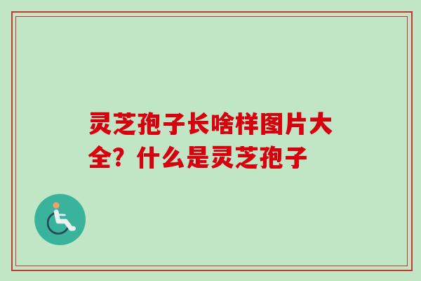 灵芝孢子长啥样图片大全？什么是灵芝孢子