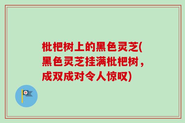 枇杷树上的黑色灵芝(黑色灵芝挂满枇杷树，成双成对令人惊叹)
