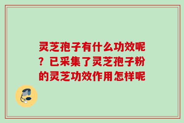灵芝孢子有什么功效呢？已采集了灵芝孢子粉的灵芝功效作用怎样呢