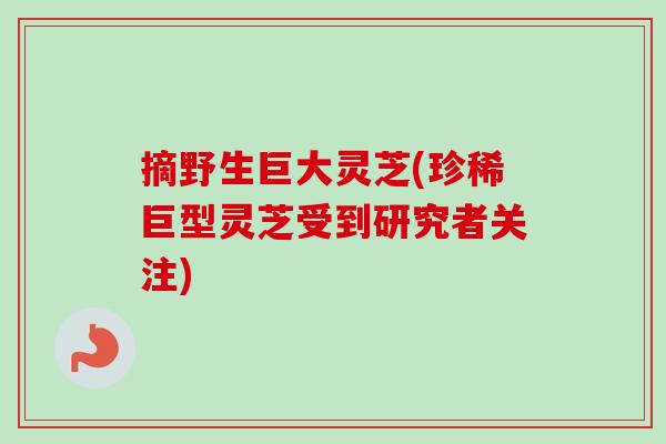 摘野生巨大灵芝(珍稀巨型灵芝受到研究者关注) 摘野生巨大灵芝(珍稀巨型灵芝受到研究者关注)