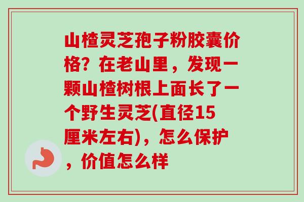 山楂灵芝孢子粉胶囊价格？在老山里，发现一颗山楂树根上面长了一个野生灵芝(直径15厘米左右)，怎么保护，价值怎么样
