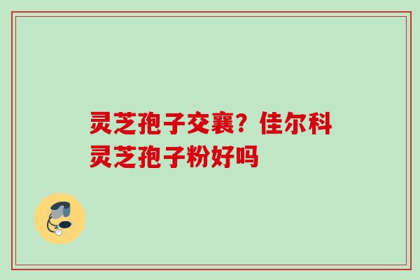 灵芝孢子交襄？佳尔科灵芝孢子粉好吗