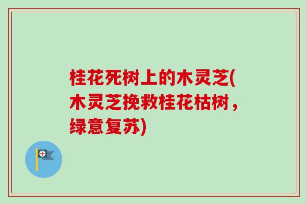 桂花死树上的木灵芝(木灵芝挽救桂花枯树，绿意复苏)