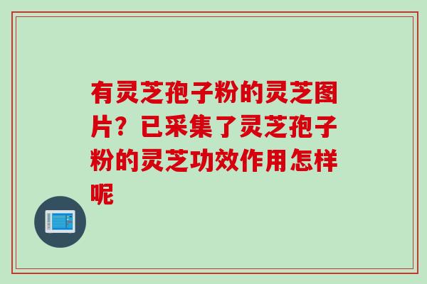 有灵芝孢子粉的灵芝图片?已采集了灵芝孢子粉的灵芝功效作用怎样呢 有灵芝孢子粉的灵芝图片?已采集了灵芝孢子粉的灵芝功效作用怎样呢
