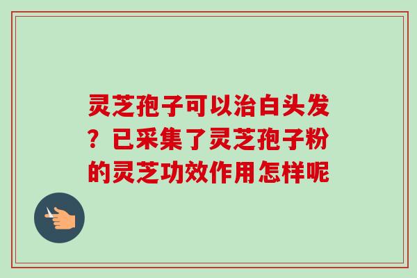 灵芝孢子可以治白头发？已采集了灵芝孢子粉的灵芝功效作用怎样呢