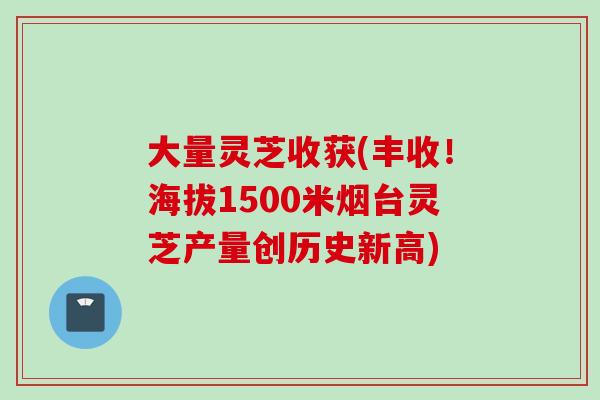 大量灵芝收获(丰收！海拔1500米烟台灵芝产量创历史新高)