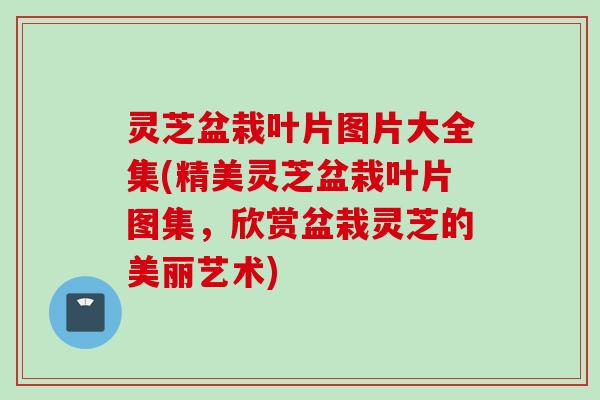 灵芝盆栽叶片图片大全集(精美灵芝盆栽叶片图集，欣赏盆栽灵芝的美丽艺术)