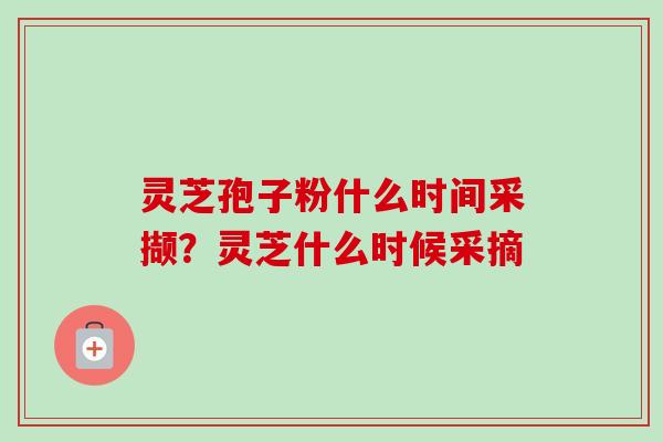 灵芝孢子粉什么时间采撷？灵芝什么时候采摘