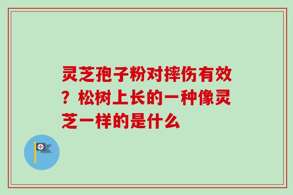 灵芝孢子粉对摔伤有效？松树上长的一种像灵芝一样的是什么