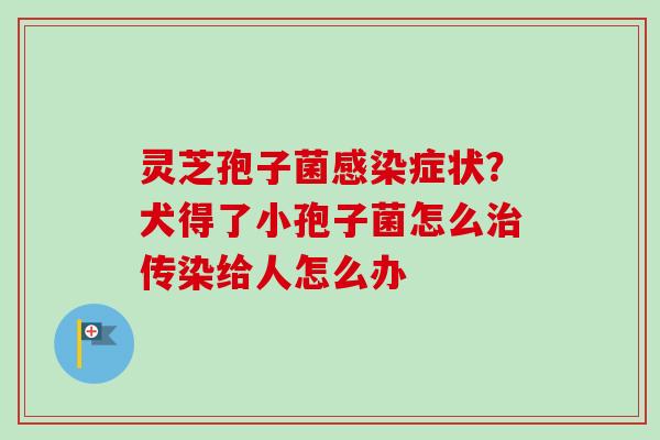 灵芝孢子菌感染症状？犬得了小孢子菌怎么治传染给人怎么办