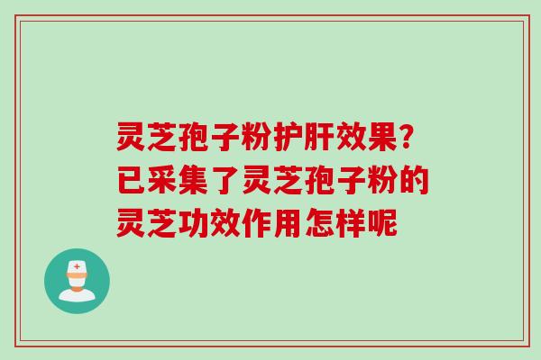 灵芝孢子粉护肝效果？已采集了灵芝孢子粉的灵芝功效作用怎样呢