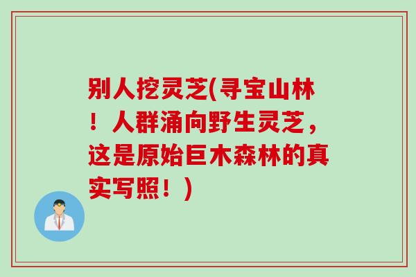 别人挖灵芝(寻宝山林!人群涌向野生灵芝,这是原始巨木森林的真实写照!) 别人挖灵芝(寻宝山林!人群涌向野生灵芝,这是原始巨木森林的真实写照!)