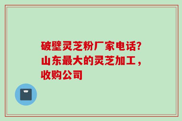 破壁灵芝粉厂家电话？山东最大的灵芝加工，收购公司