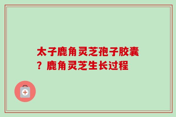 太子鹿角灵芝孢子胶囊？鹿角灵芝生长过程