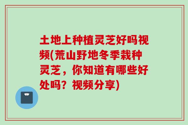 土地上种植灵芝好吗视频(荒山野地冬季栽种灵芝，你知道有哪些好处吗？视频分享)
