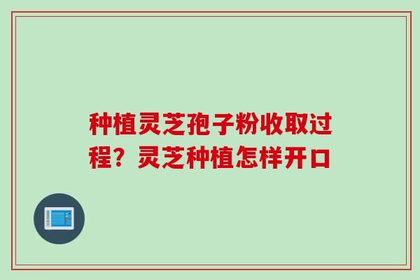 种植灵芝孢子粉收取过程？灵芝种植怎样开口