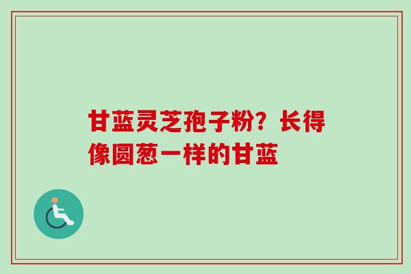 甘蓝灵芝孢子粉？长得像圆葱一样的甘蓝
