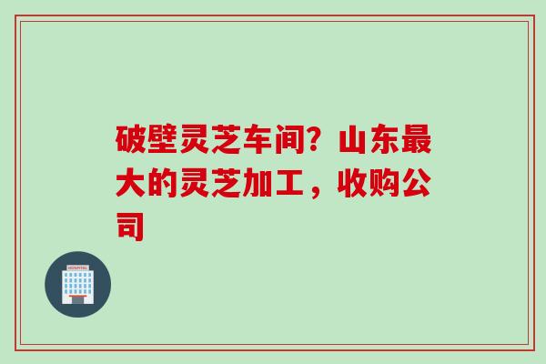 破壁灵芝车间？山东最大的灵芝加工，收购公司