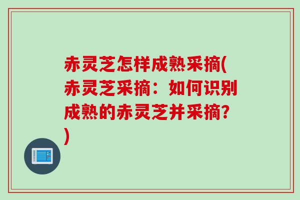 赤灵芝怎样成熟采摘(赤灵芝采摘:如何识别成熟的赤灵芝并采摘?) 赤灵芝怎样成熟采摘(赤灵芝采摘:如何识别成熟的赤灵芝并采摘?)