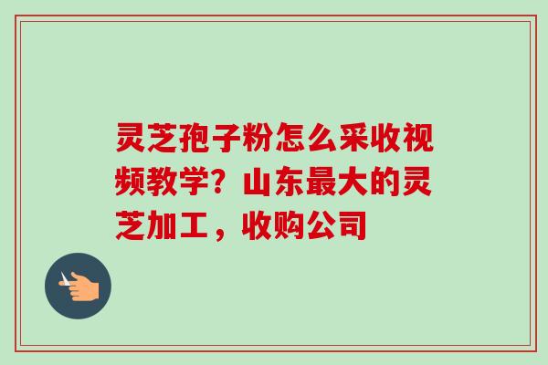 灵芝孢子粉怎么采收视频教学？山东最大的灵芝加工，收购公司