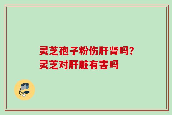 灵芝孢子粉伤肝肾吗？灵芝对肝脏有害吗