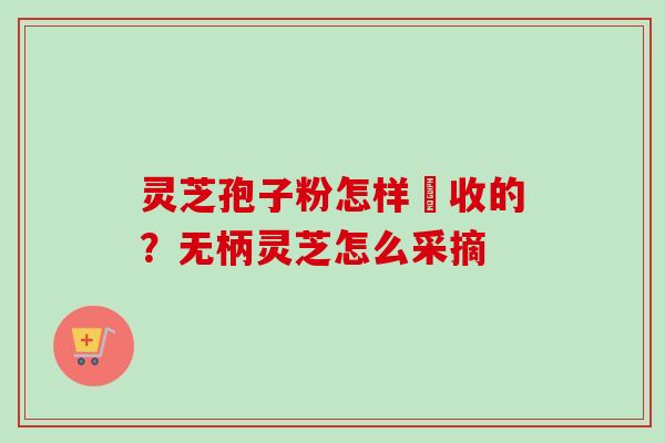 灵芝孢子粉怎样釆收的？无柄灵芝怎么采摘