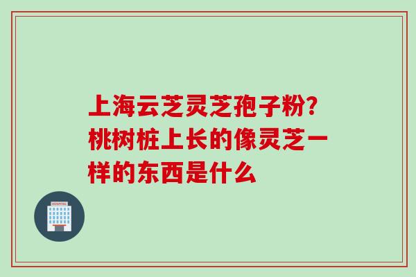 上海云芝灵芝孢子粉？桃树桩上长的像灵芝一样的东西是什么