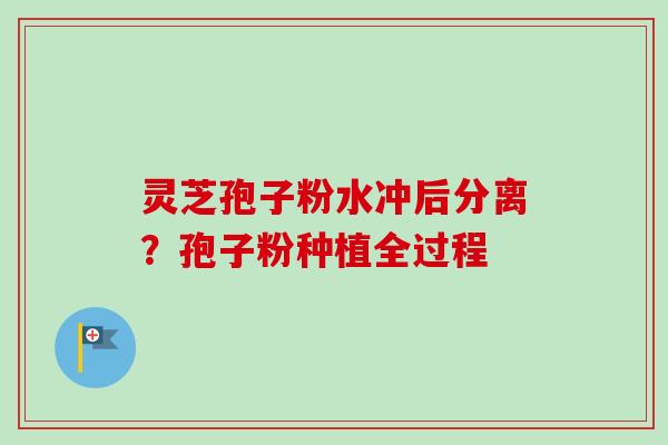 灵芝孢子粉水冲后分离？孢子粉种植全过程