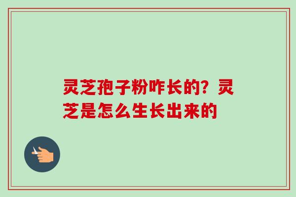 灵芝孢子粉咋长的?灵芝是怎么生长出来的 灵芝孢子粉咋长的?灵芝是怎么生长出来的