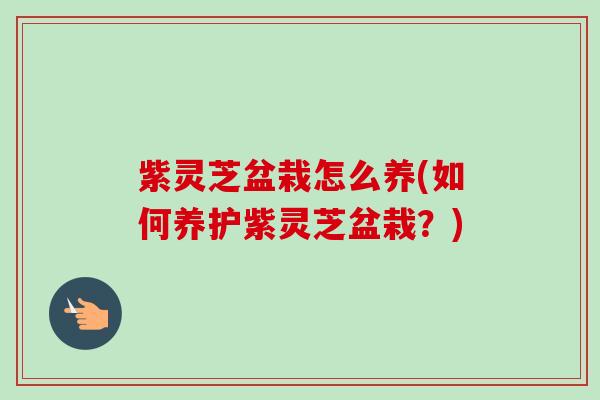 紫灵芝盆栽怎么养(如何养护紫灵芝盆栽？)