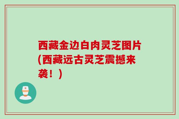 西藏金边白肉灵芝图片(西藏远古灵芝震撼来袭！)