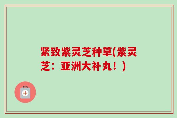 紧致紫灵芝种草(紫灵芝：亚洲大补丸！)