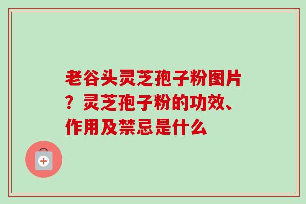 老谷头灵芝孢子粉图片？灵芝孢子粉的功效、作用及禁忌是什么