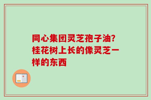 同心集团灵芝孢子油？桂花树上长的像灵芝一样的东西