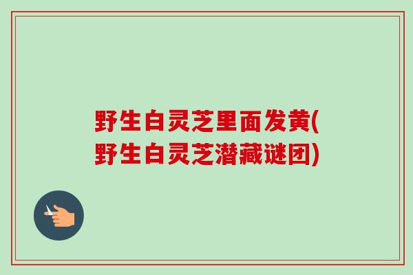 野生白灵芝里面发黄(野生白灵芝潜藏谜团)