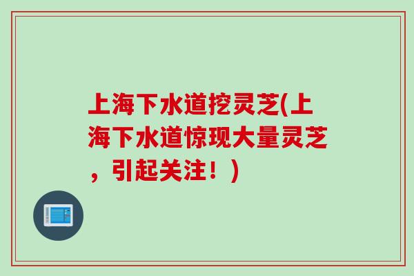 上海下水道挖灵芝(上海下水道惊现大量灵芝，引起关注！)