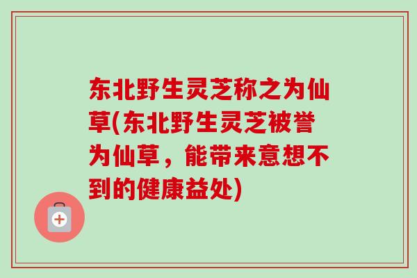 东北野生灵芝称之为仙草(东北野生灵芝被誉为仙草，能带来意想不到的健康益处)