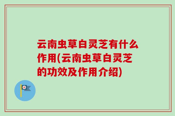 云南虫草白灵芝有什么作用(云南虫草白灵芝的功效及作用介绍)