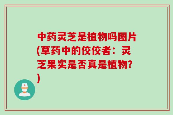 中药灵芝是植物吗图片(草药中的佼佼者：灵芝果实是否真是植物？)