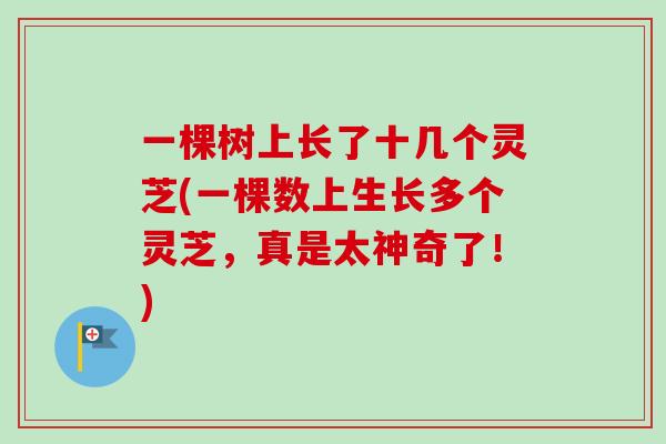 一棵树上长了十几个灵芝(一棵数上生长多个灵芝，真是太神奇了！)