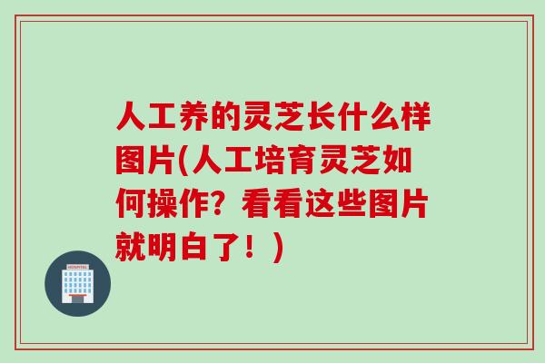 人工养的灵芝长什么样图片(人工培育灵芝如何操作？看看这些图片就明白了！)
