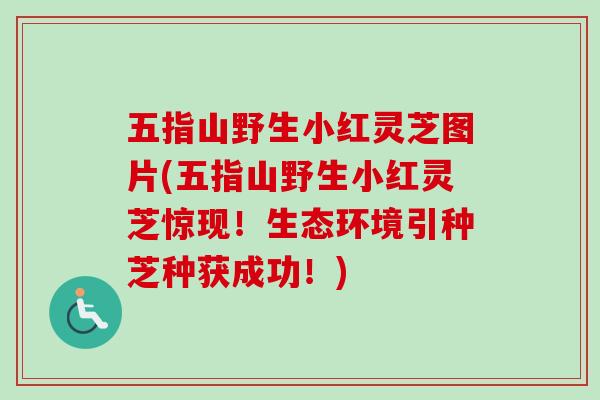 五指山野生小红灵芝图片(五指山野生小红灵芝惊现！生态环境引种芝种获成功！)