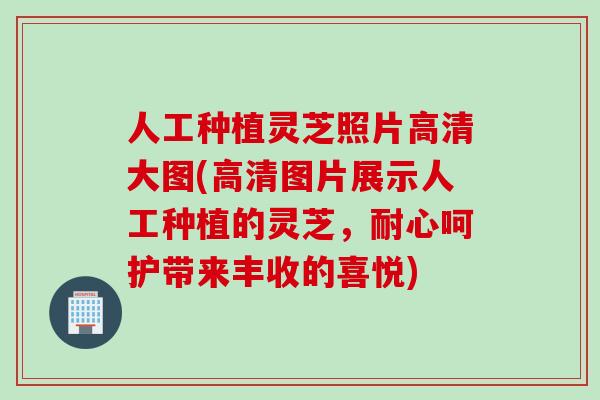 人工种植灵芝照片高清大图(高清图片展示人工种植的灵芝，耐心呵护带来丰收的喜悦)