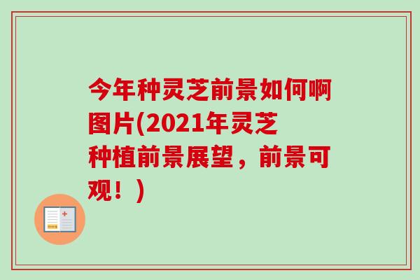 今年种灵芝前景如何啊图片(2021年灵芝种植前景展望,前景可观!) 今年种灵芝前景如何啊图片(2021年灵芝种植前景展望,前景可观!)