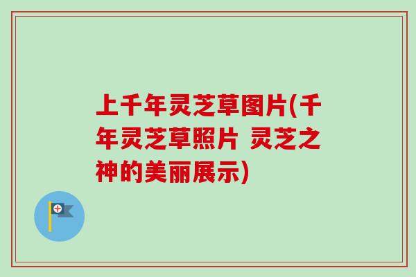 上千年灵芝草图片(千年灵芝草照片 灵芝之神的美丽展示)