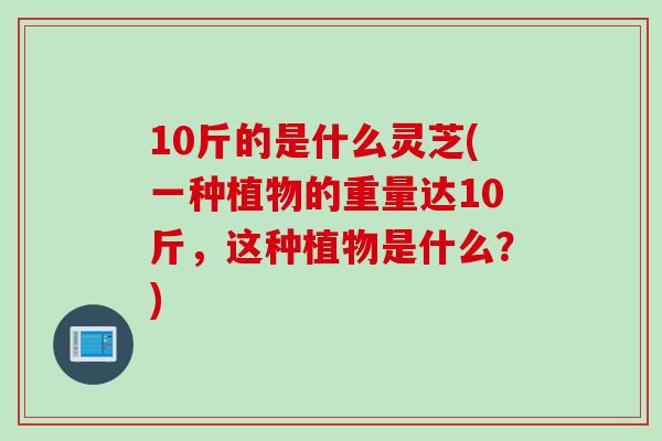10斤的是什么灵芝(一种植物的重量达10斤，这种植物是什么？)