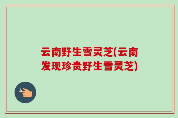 云南野生雪灵芝(云南发现珍贵野生雪灵芝)